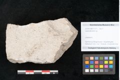 Foto (Objekt + Etikett) von Lepidodendron sp.  (NHMW-GEO-2024-0188-11171)